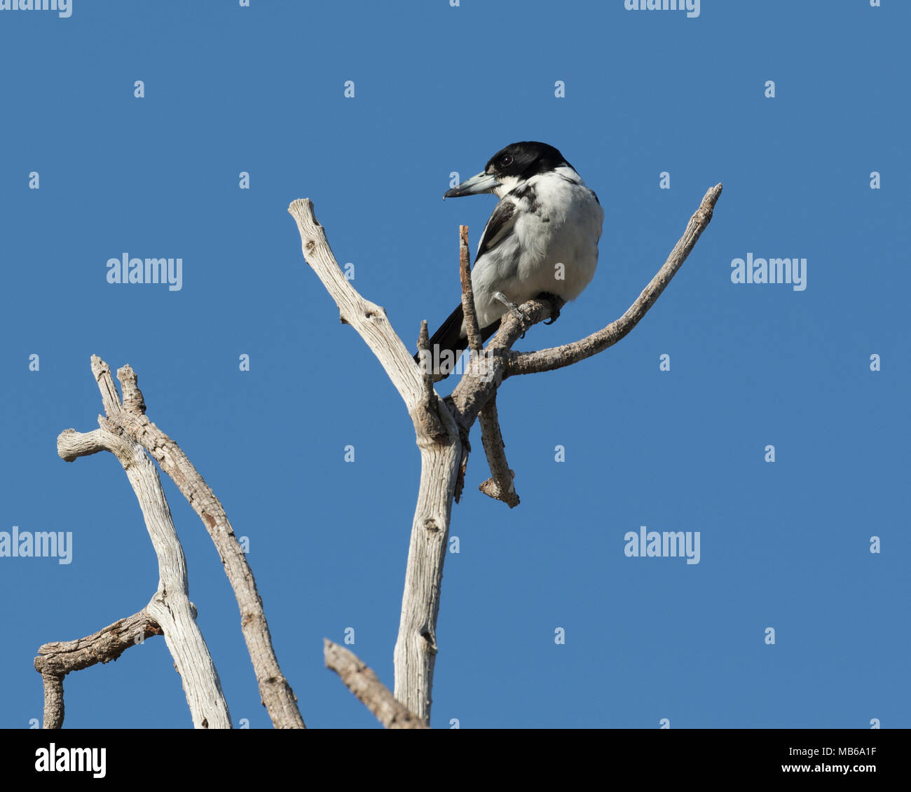 A Grey Butcherbird (Cracticus torquatus) perched in a tree in a local park in the Perth suburbs, Western Australia Stock Photo