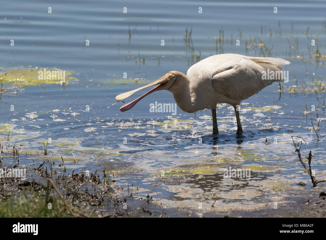 A Yellow-billed Spoonbill (Platalea flavipes) flips in its bill a prey item caught in the shallows of Lake Joondalup, Perth, Western Australia Stock Photo