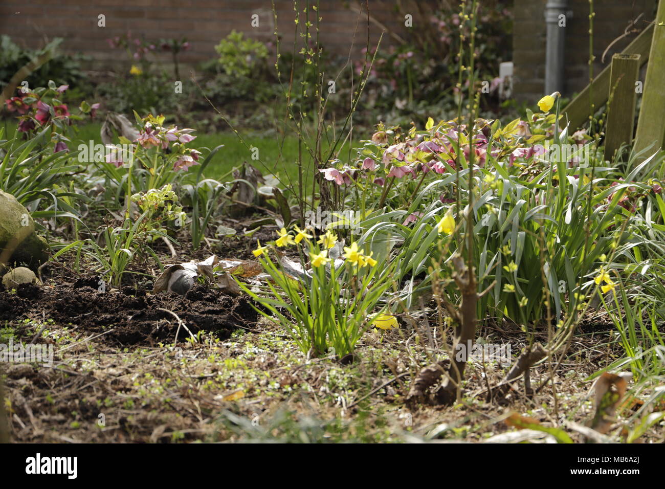 flowers start blooming in the forest in the spring Stock Photo - Alamy