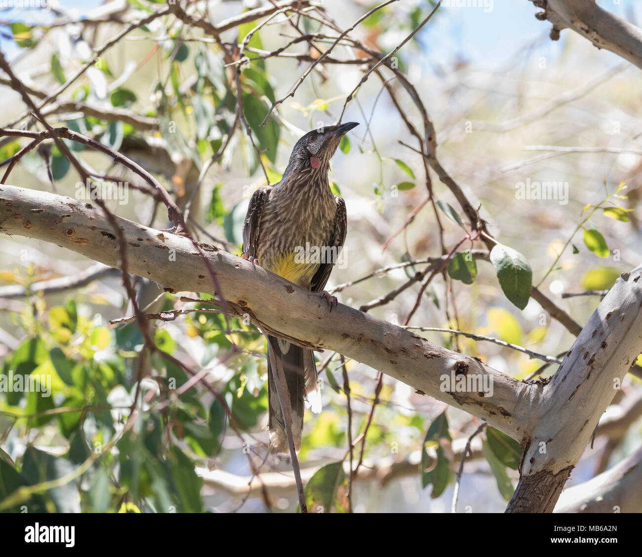 A Red Wattle Bird (Anthochaera carunculata) in bushland beside Lake