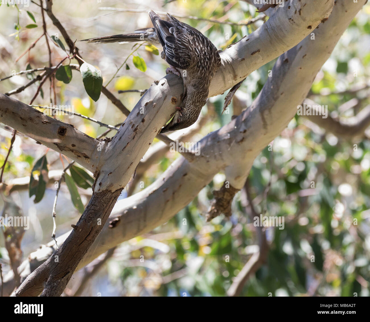 Yellagonga Regional Park High Resolution Stock Photography and Images