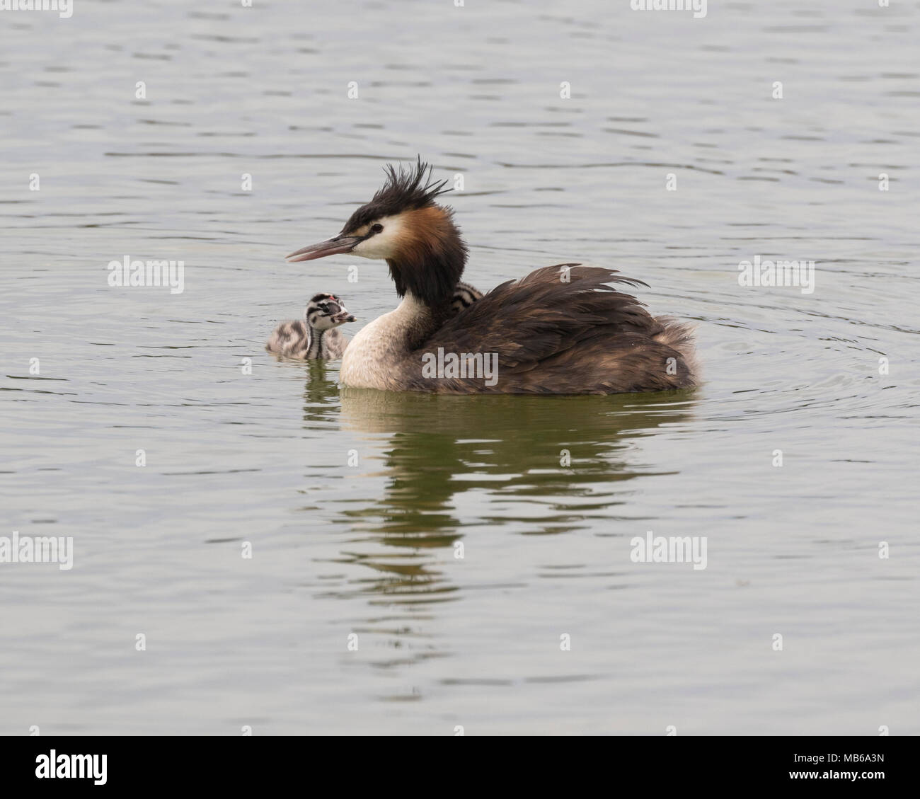 A Great Crested Grebe (Podiceps cristatus) with a chick at Lake Monger, Perth, Western Australia Stock Photo