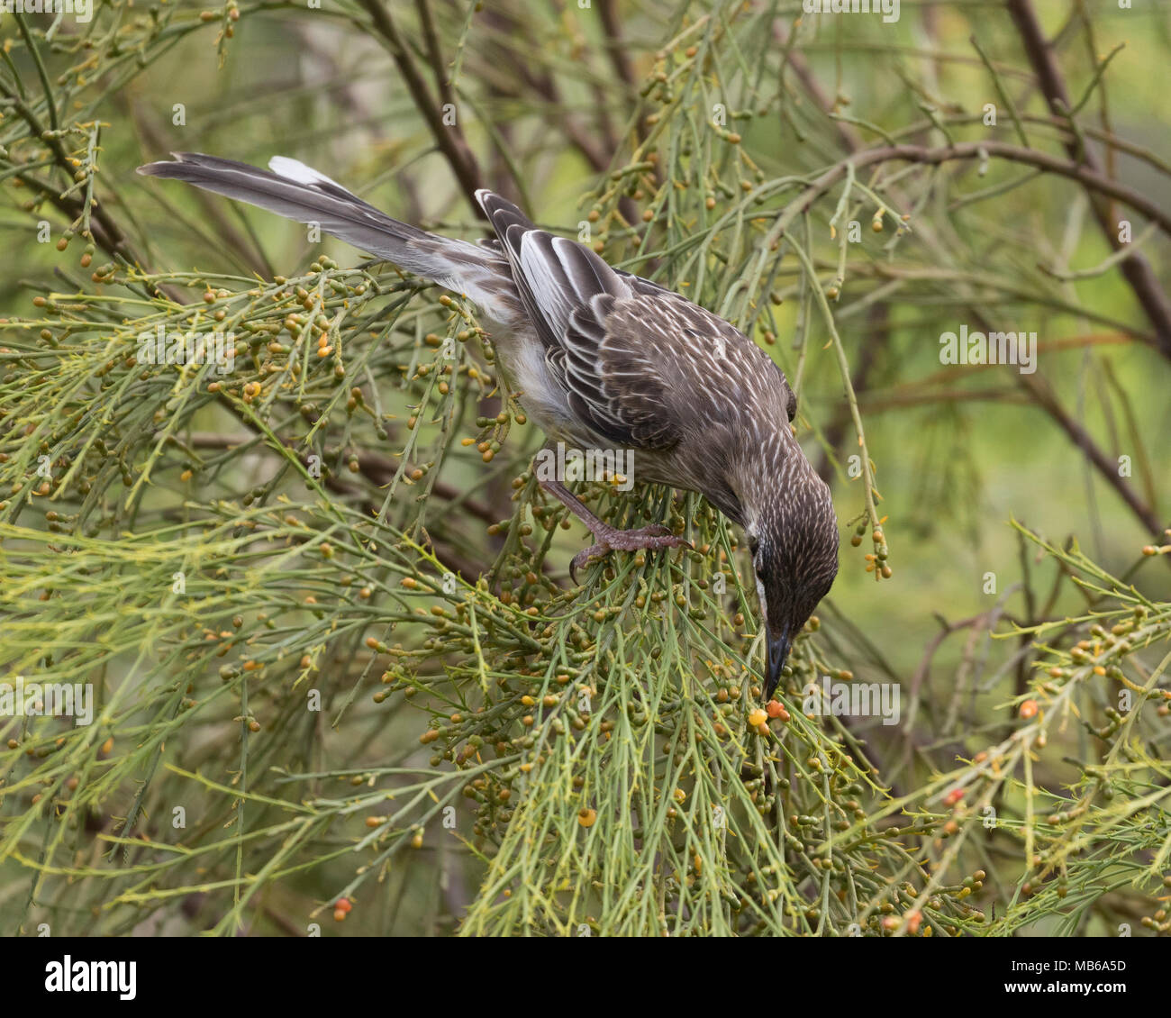 A Red Wattle Bird (Anthochaera carunculata) searching for insects in