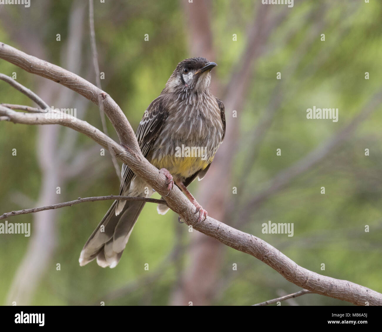 Anthochaera carunculata bird birds hires stock photography and images