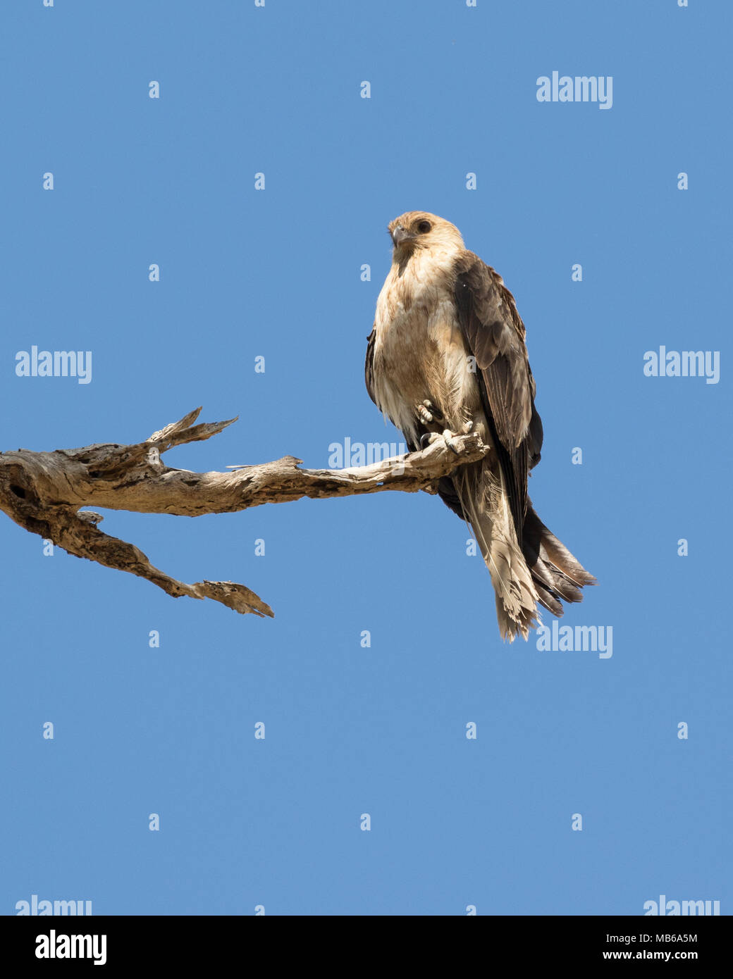 A Whistling Kite (Haliastur sphenurus) perched near its nest at Lake