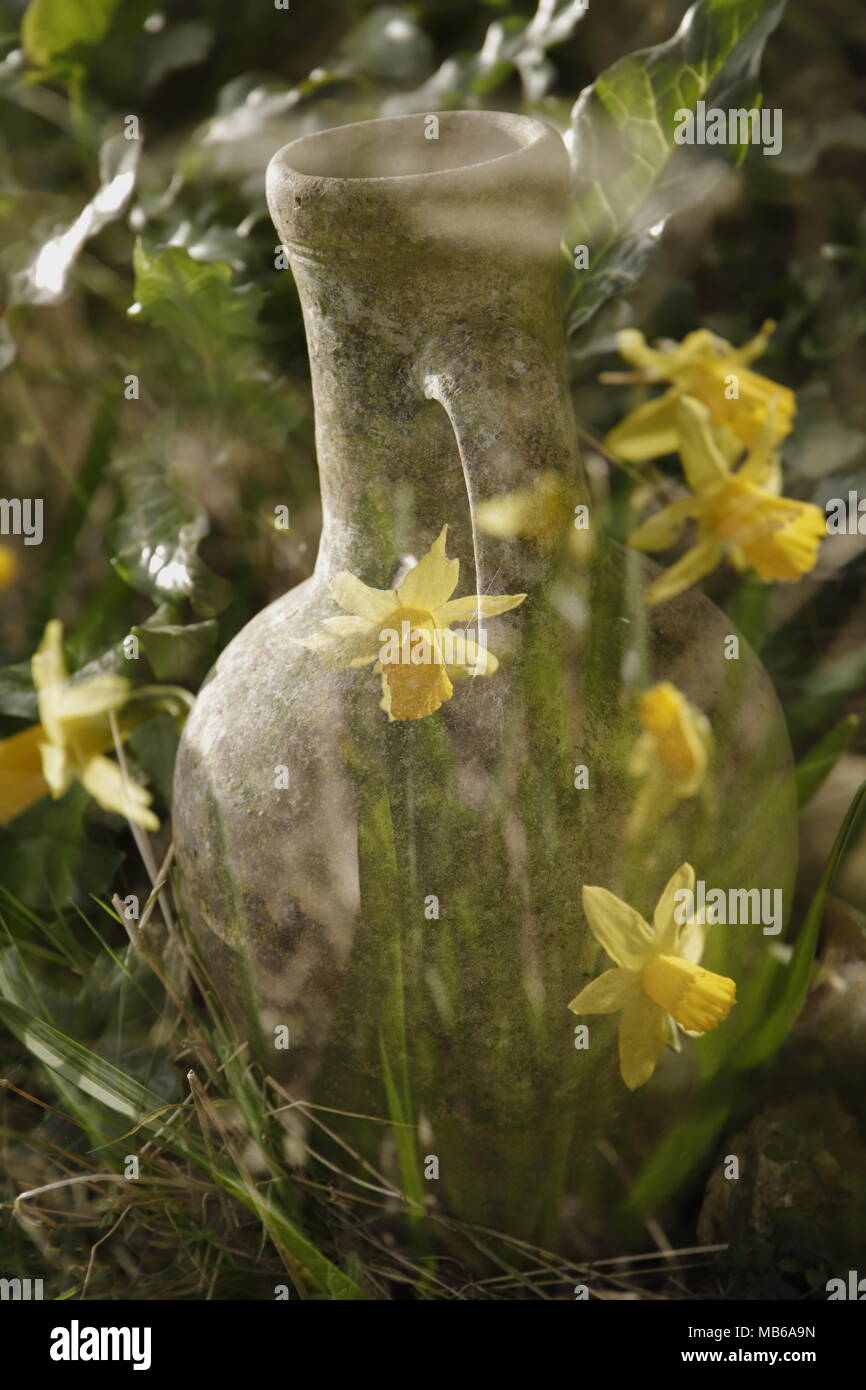 pottery with daffodils in double exposure Stock Photo