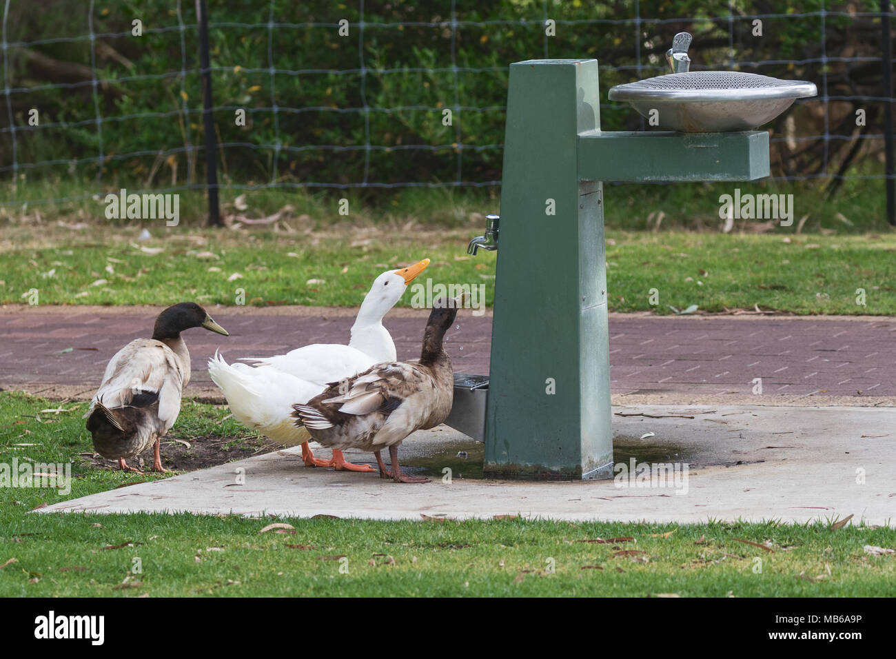 Birds at a water fountain in Neil Hawkins Park, Lake Joondalup