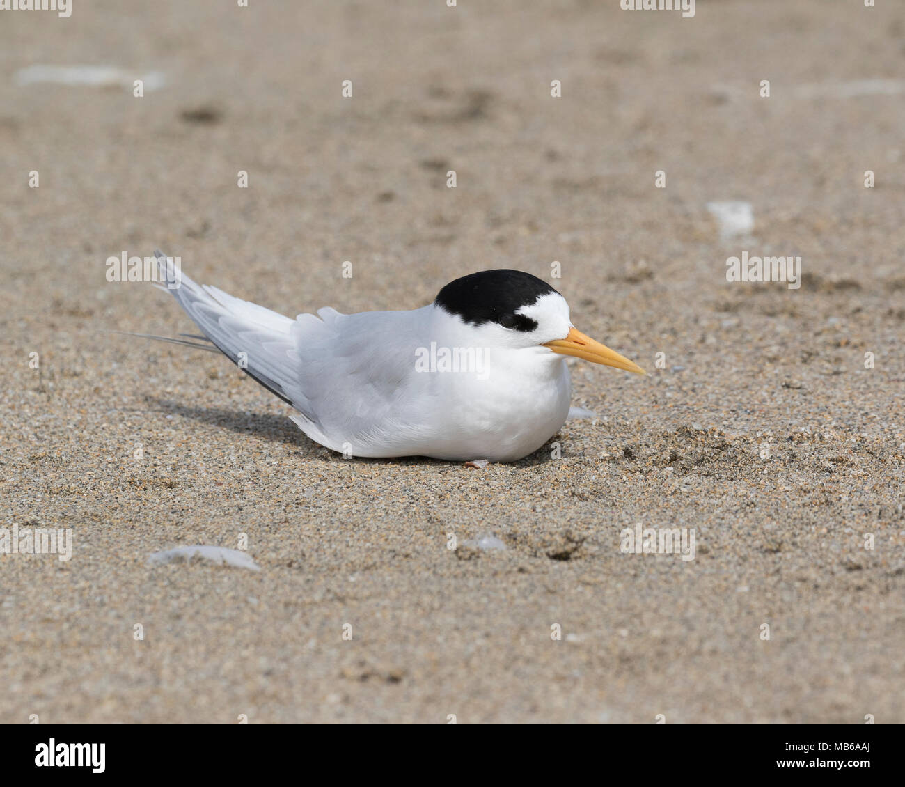 A Fairy Tern (Sternula nereis) on Penguin Island - one of the Shoalwater Islands, offshore from Rockingham, WA Stock Photo