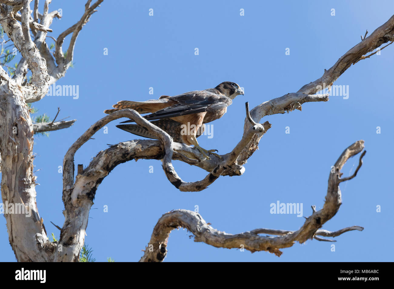 An Australian Hobby (Falco longipennis) perched in a tree beside Lake Joondalup, Yellagonga Regional Park, Perth, Western Australia Stock Photo