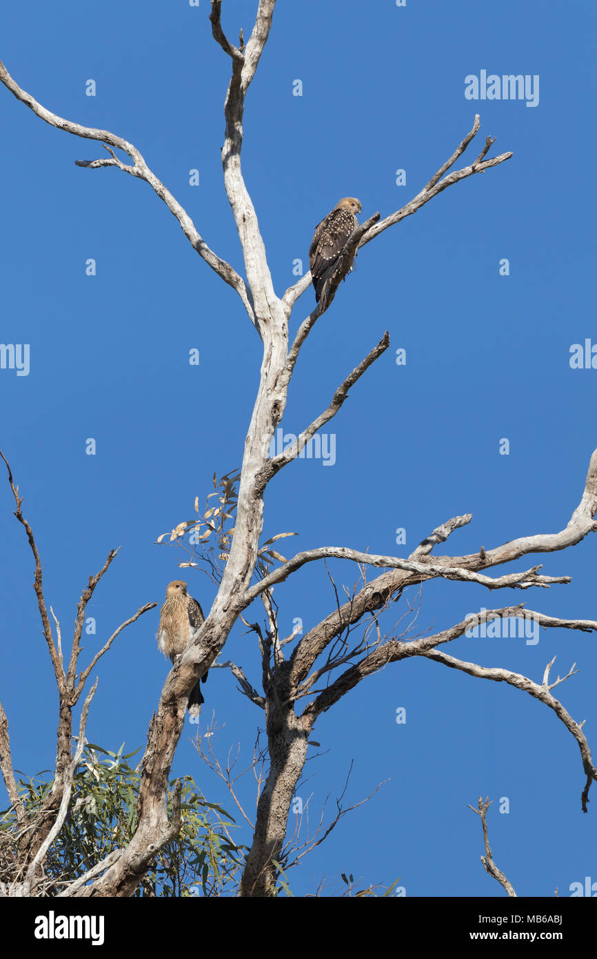 A Pair Of Whistling Kites Haliastur Sphenurus At Their Nest Near Lake a-pair-of-whistling-kites-haliastur-sphenurus-at-their-nest-near-lake