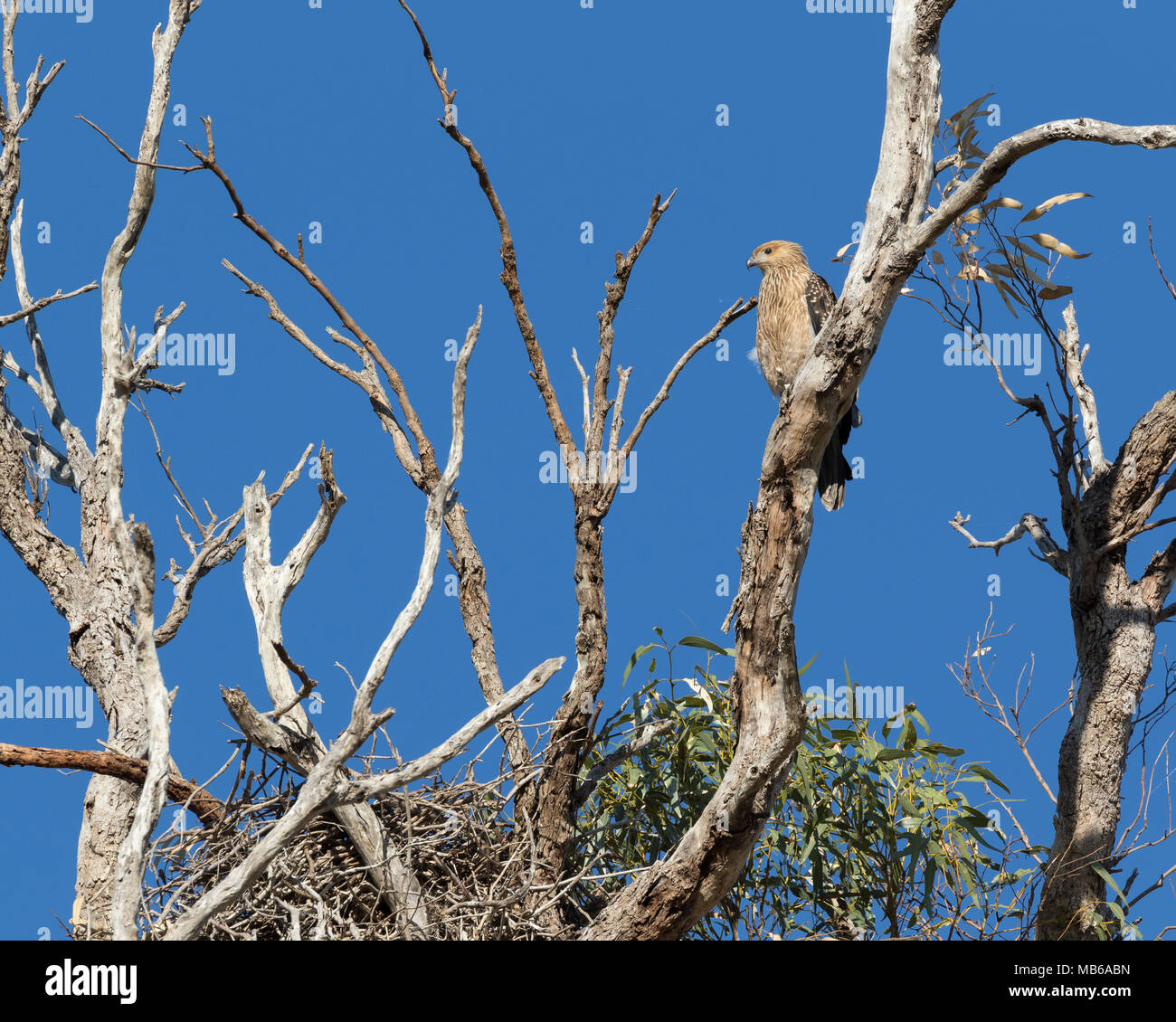A Whistling Kite Haliastur Sphenurus At Its Nest Near Lake Joondalup a-whistling-kite-haliastur-sphenurus-at-its-nest-near-lake-joondalup