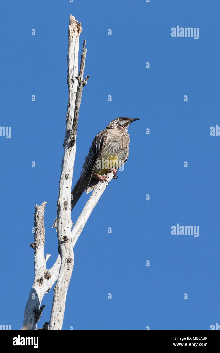 A Red Wattle Bird (Anthochaera carunculata) in bushland beside Lake