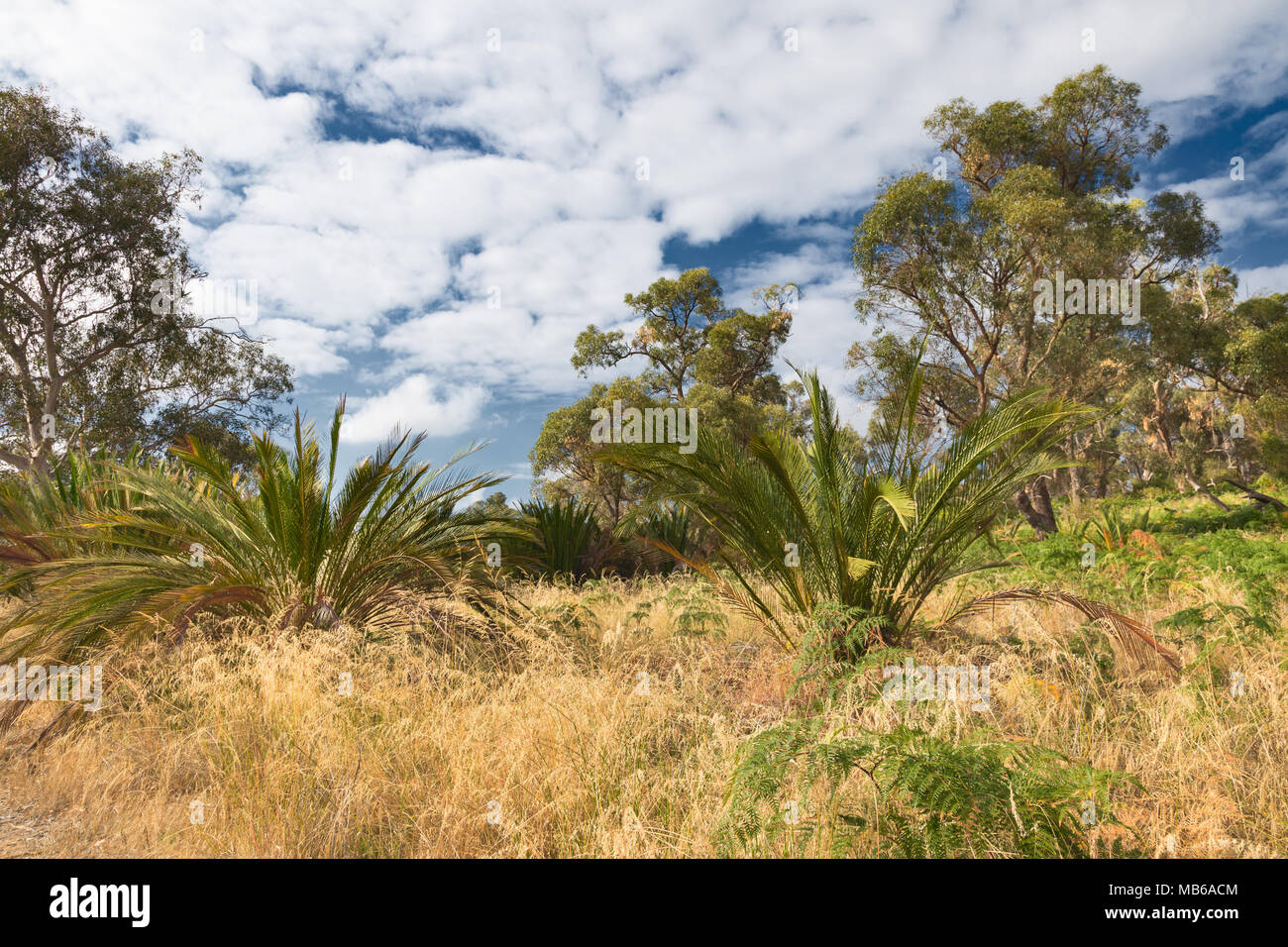 Bushland beside Lake Joondalup, in the Yellagonga Regional Park, Perth