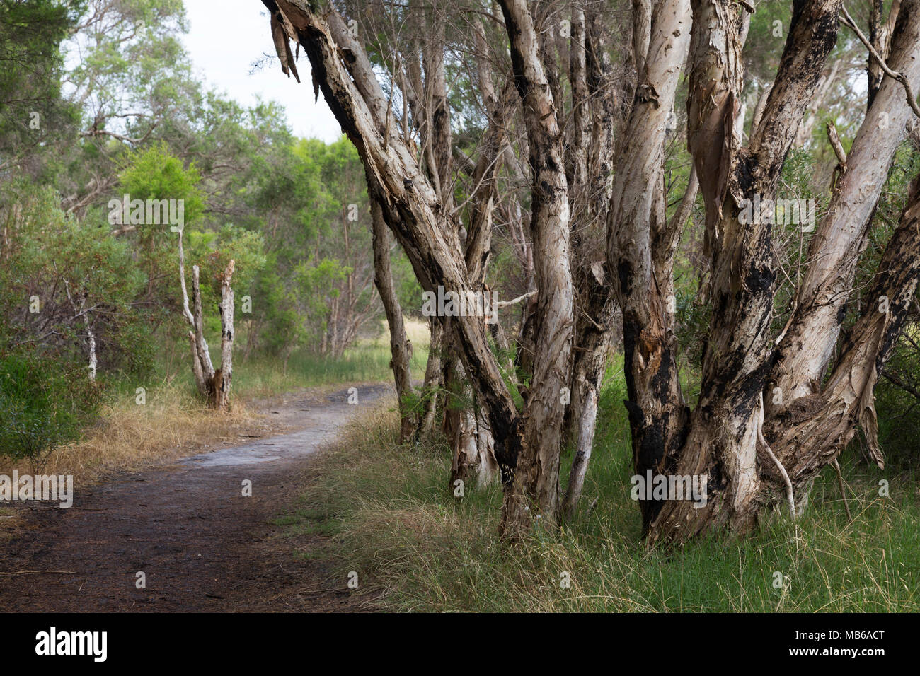 Swamp paperbark trees (Melaleuca ericifolia) beside a track running around Lake Joondalup, Perth, Western Australia Stock Photo