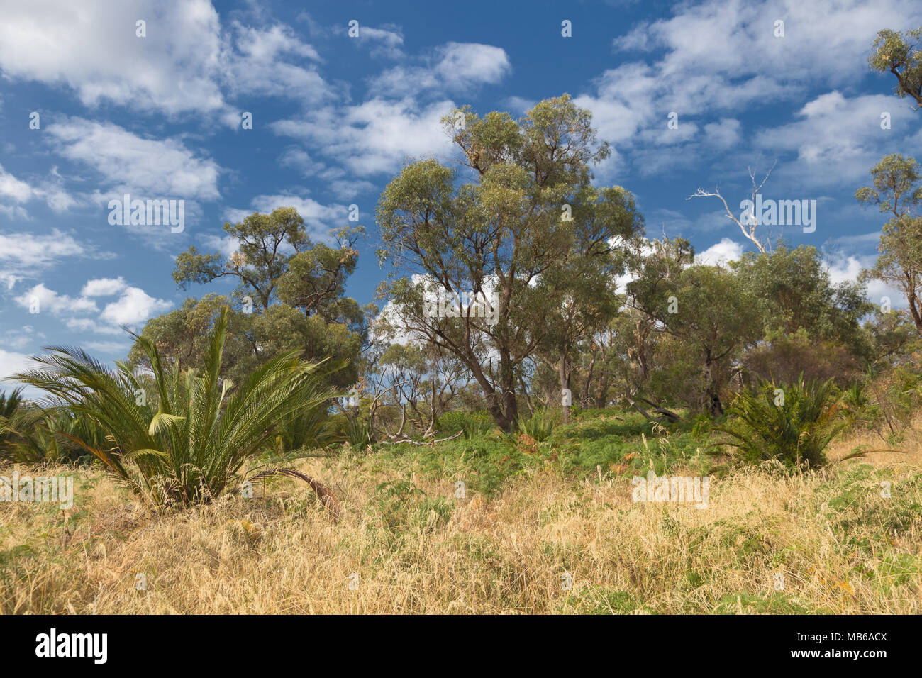 Bushland beside Lake Joondalup, in the Yellagonga Regional Park, Perth