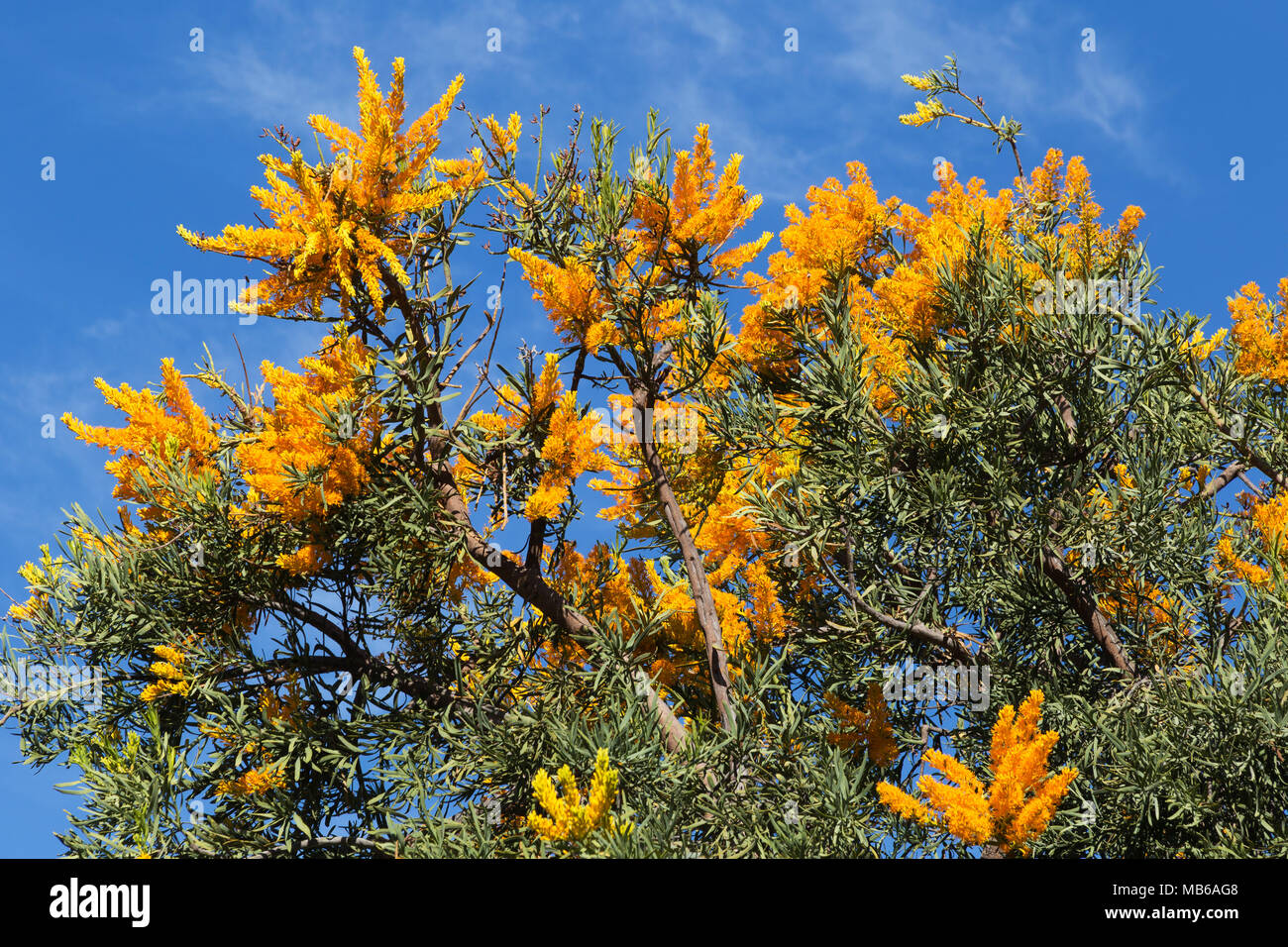 The beautiful yellow flowers of the WA Christmas Tree (Nuytsia floribunda) in bloom at the Pinnaroo Valley Memorial Park, Perth, Western Australia Stock Photo