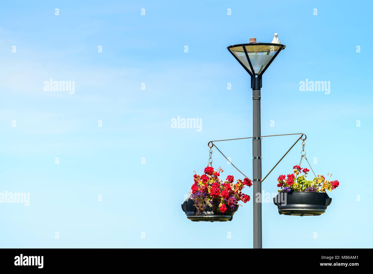 Lightpole with hanging flower pots and seagull on top in Victor Harbor, South Australia Stock Photo