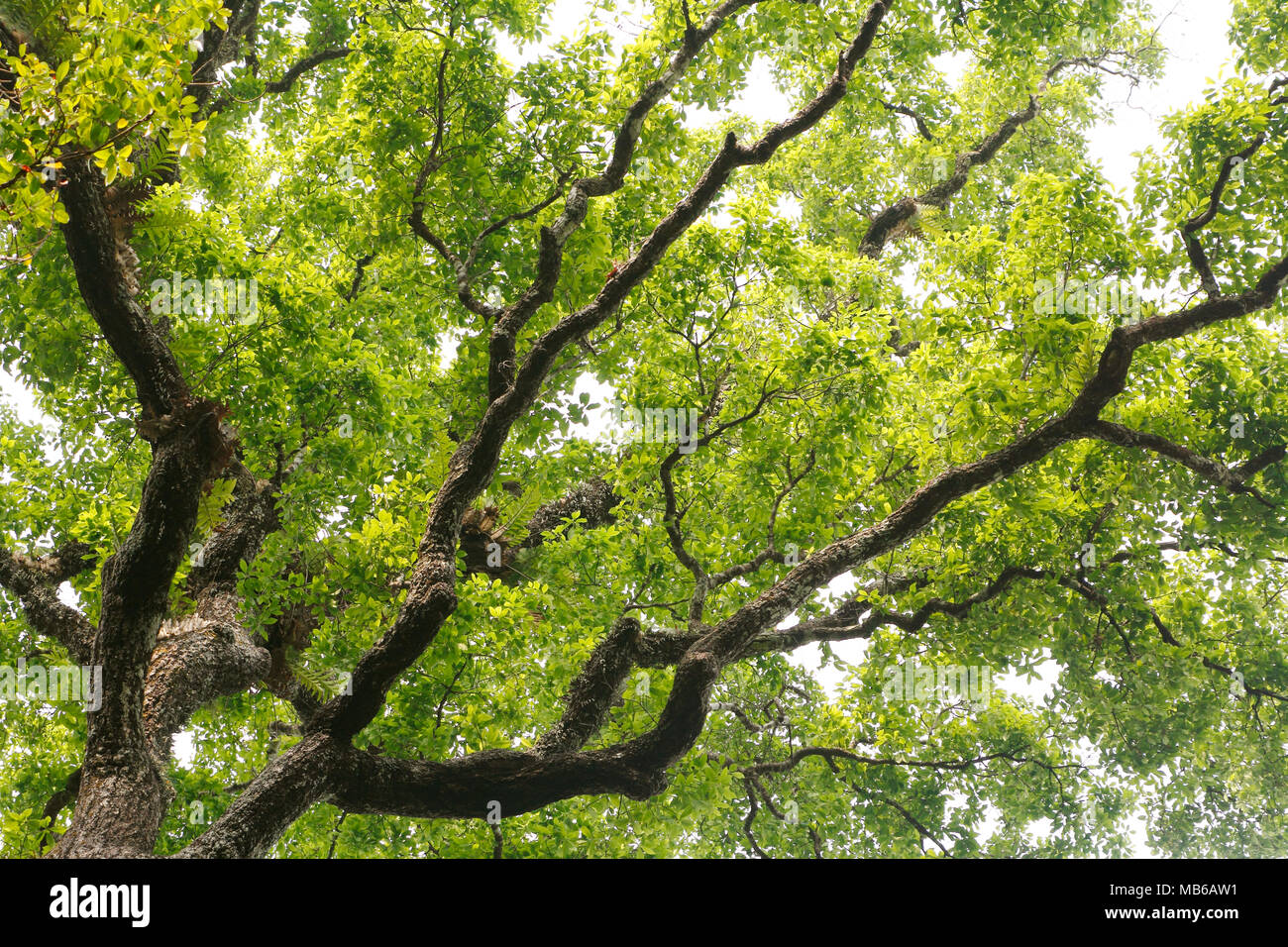 Rough tree branch texture hires stock photography and images Alamy