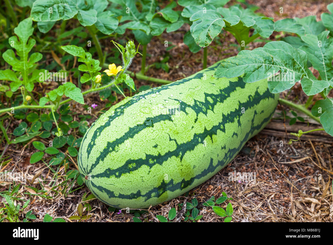 Wild watermelon hi-res stock photography and images - Alamy