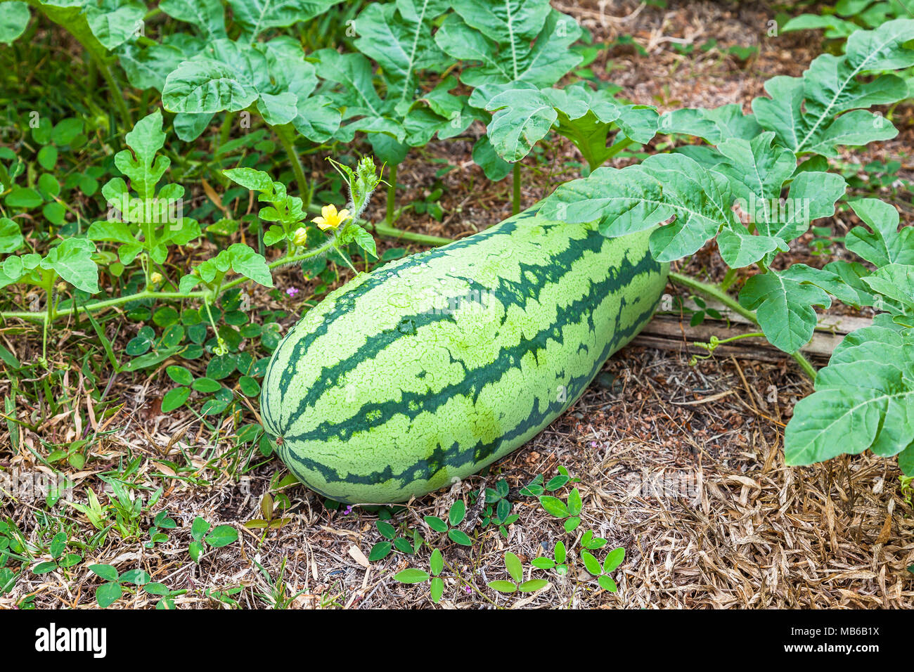 Native Watermelon Wild watermelon a few days after being harvested Stock Photo - Alamy