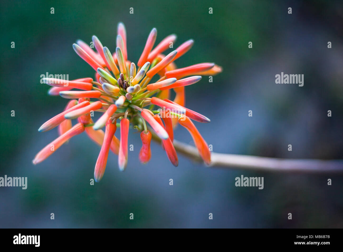 Aloe vera flower bright orange to green, shaped like a cluster of fingers Stock Photo
