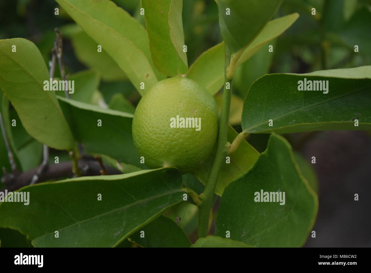 Citrus australia hires stock photography and images Alamy
