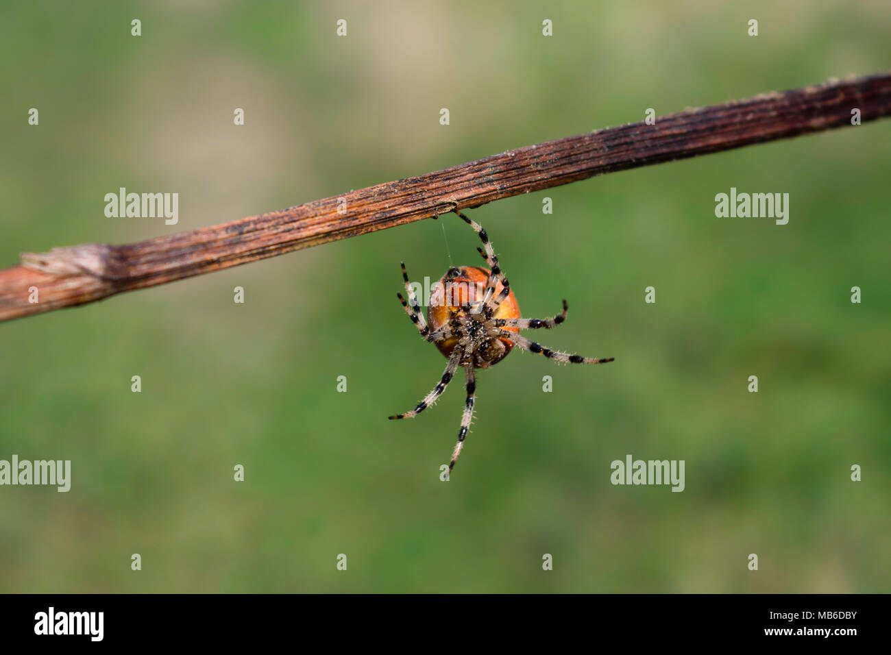 Spider insects hi-res stock photography and images - Alamy