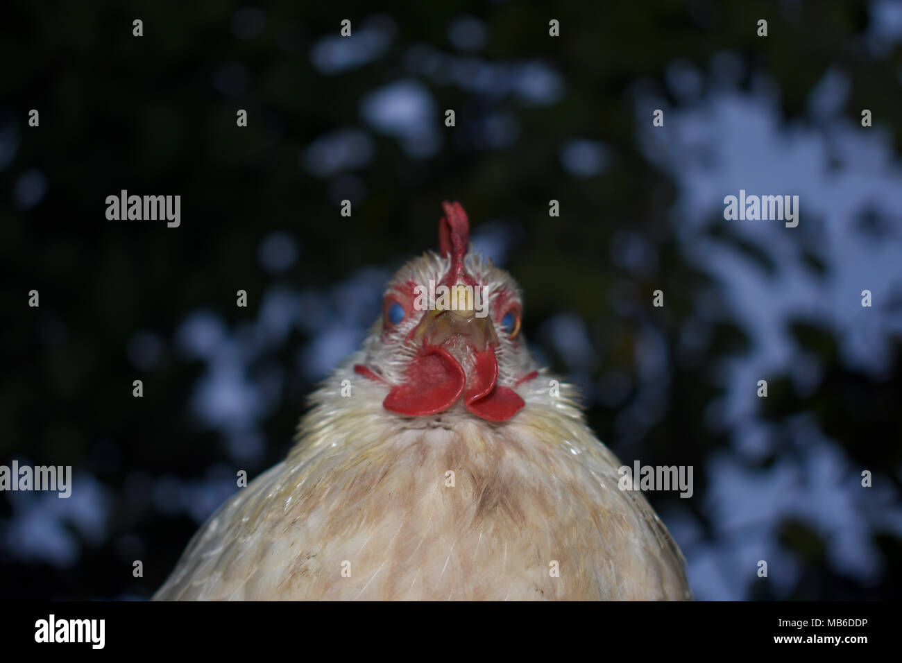 Scary chicken hires stock photography and images Alamy