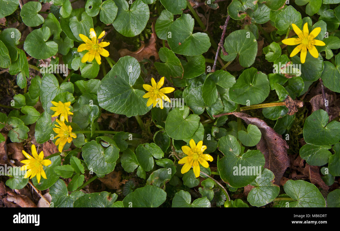 Yellow flowers and heartshaped leaves of Lesser Celandine Stock Photo