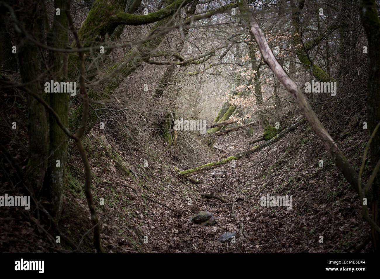 dark forest path Stock Photo