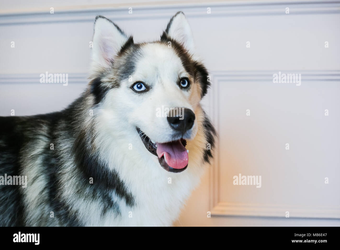 Husky Dog in a studio with a grey background Stock Photo
