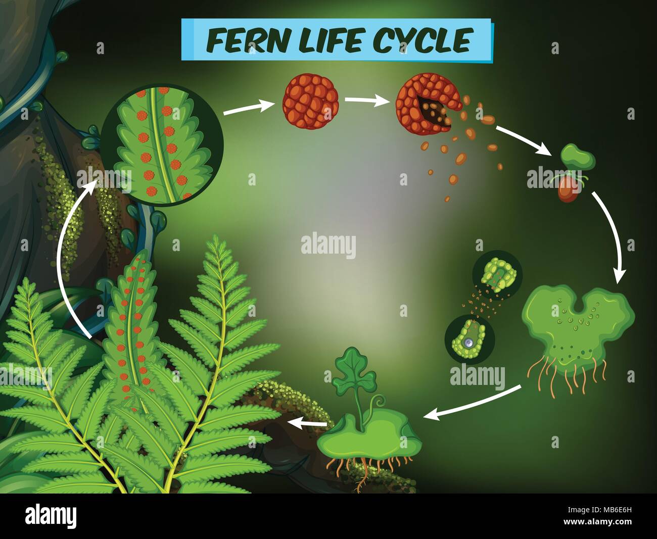 Diagram showing fern life cycle illustration Stock Vector