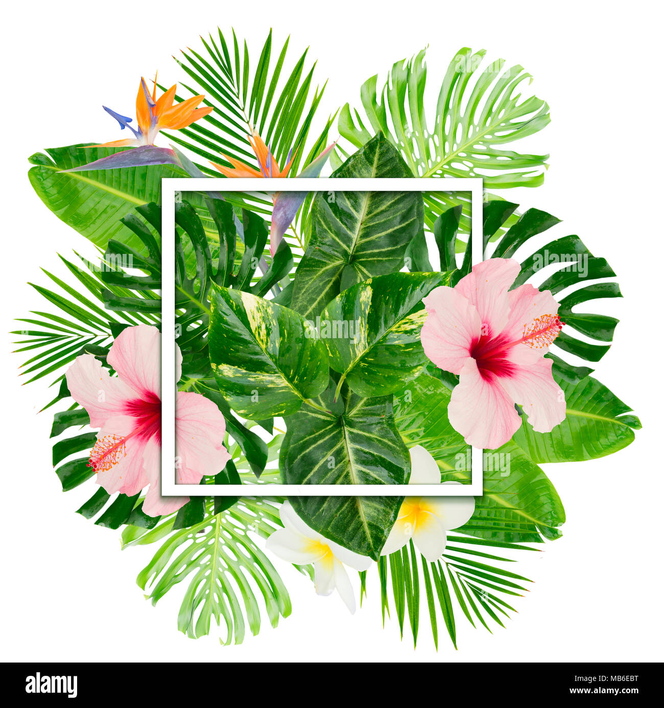 Tropical fresh green leaves and flowers isolated on white background ...