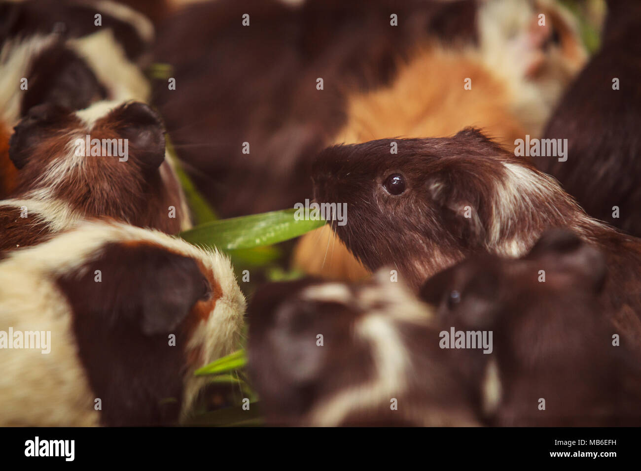closeup, selective focus on white, red brown guinea pigs eating morning green glory vegetable