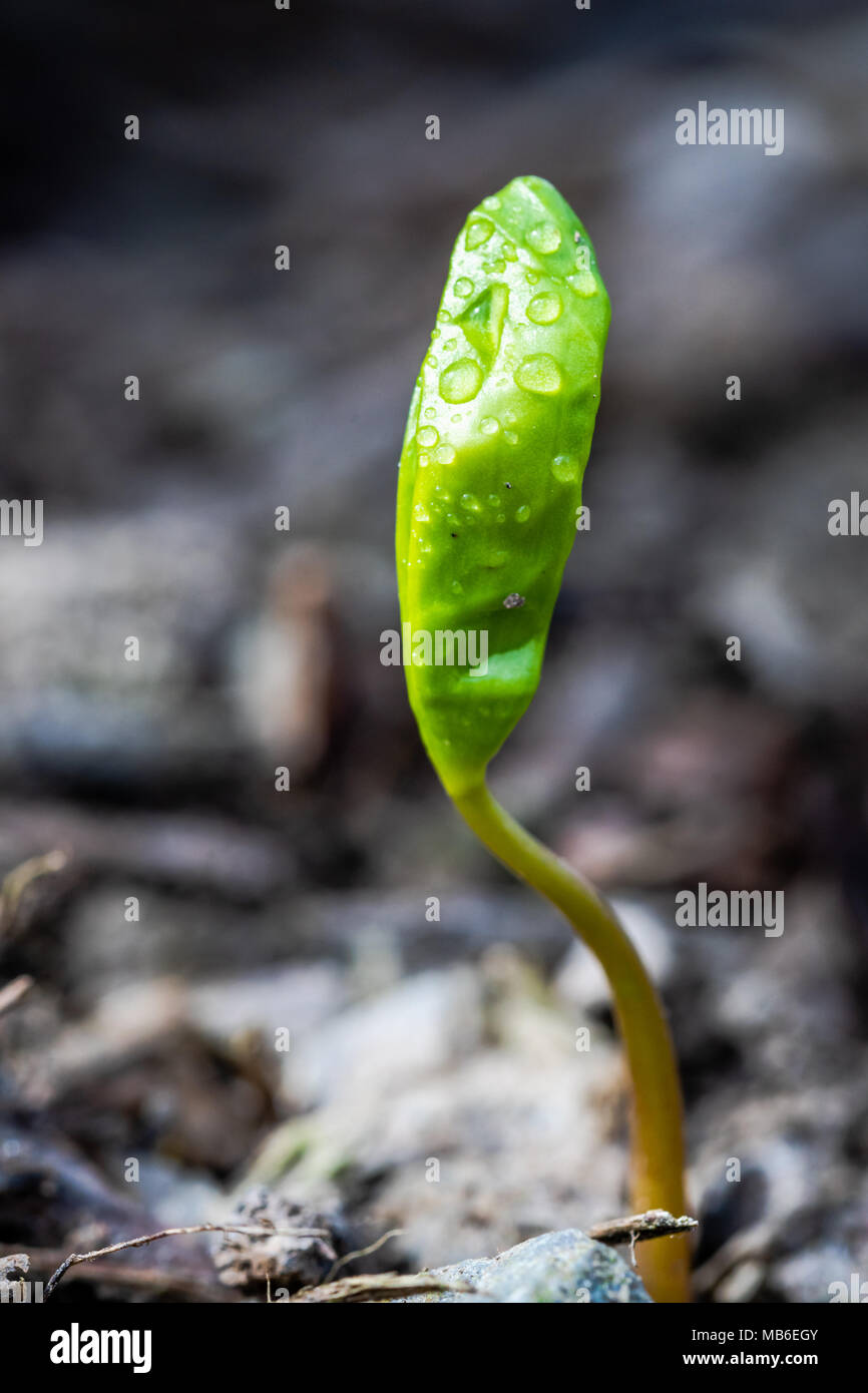A tiny green plant growing up from earth. Springtime day, detailed shot, close-up. Water drops on plant. shot, close-up. Water drops on plant. shot, c Stock Photo
