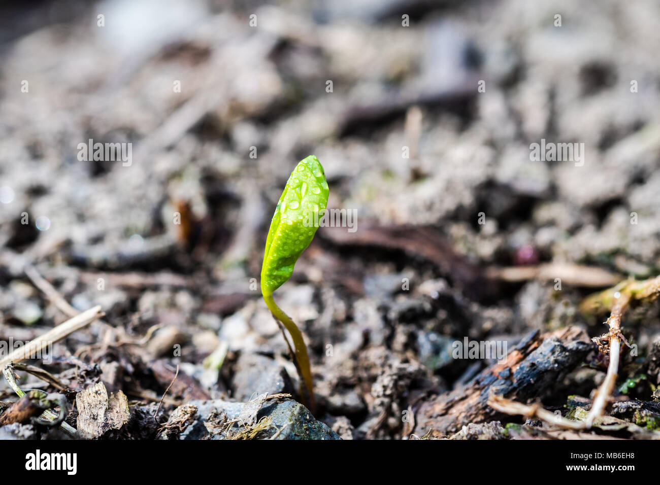 A tiny green plant growing up from earth. Springtime day, detailed shot, close-up. Water drops on plant. shot, close-up. Water drops on plant. shot, c Stock Photo