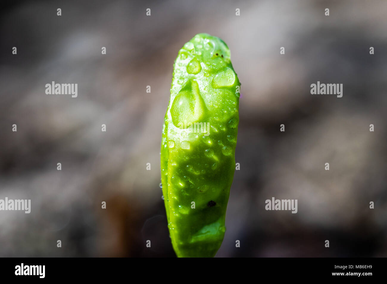 A tiny green plant growing up from earth. Springtime day, detailed shot, close-up. Water drops on plant. shot, close-up. Water drops on plant. shot, c Stock Photo