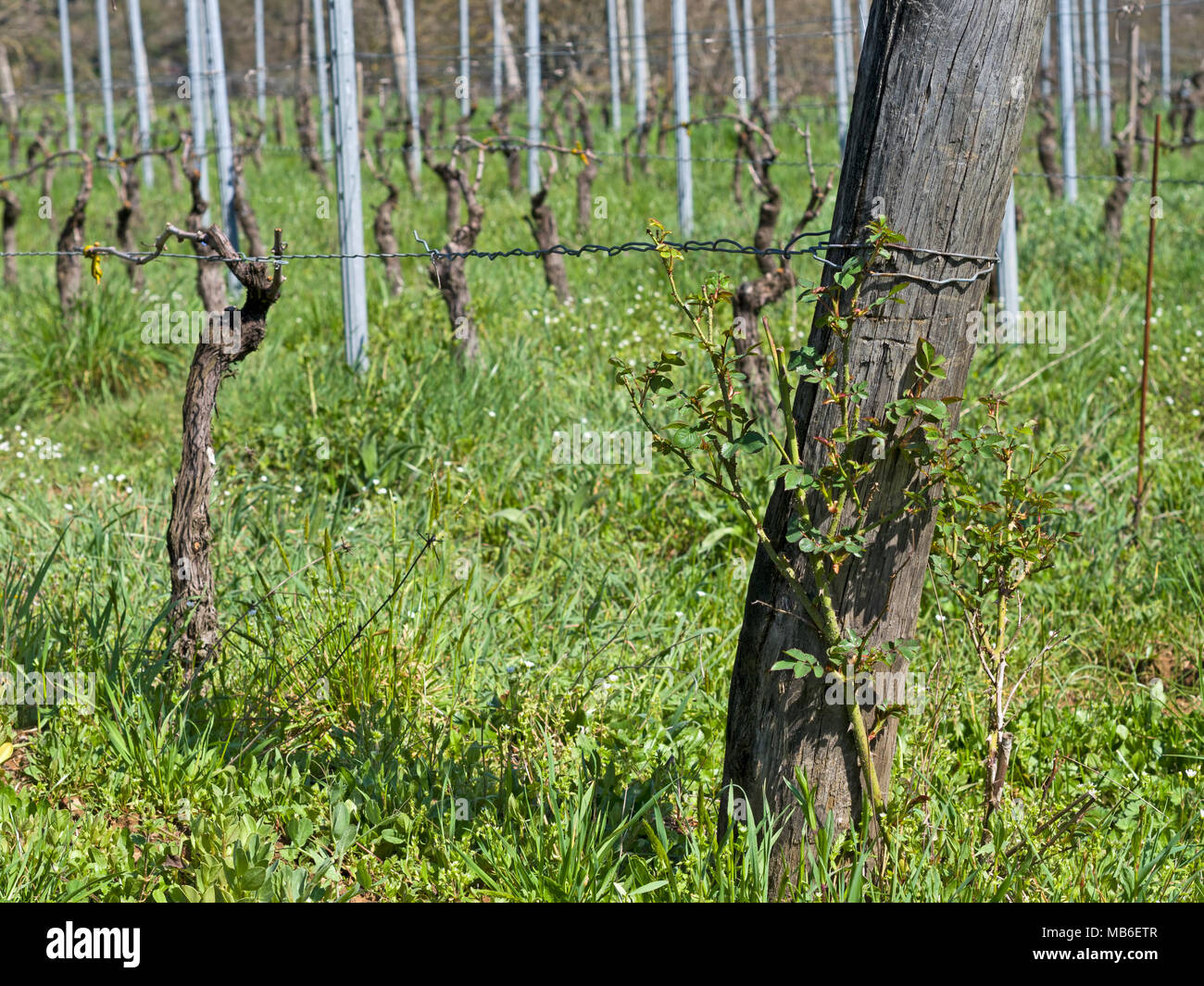 Rose plant in vineyard as an alert to illnesses and pests which may affect the vines. Italy. Stock Photo