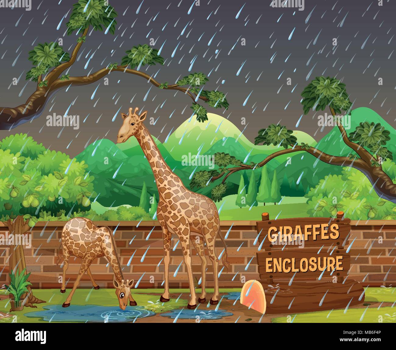 Zoo scene with two giraffes in the rain illustration Stock Vector Image ...
