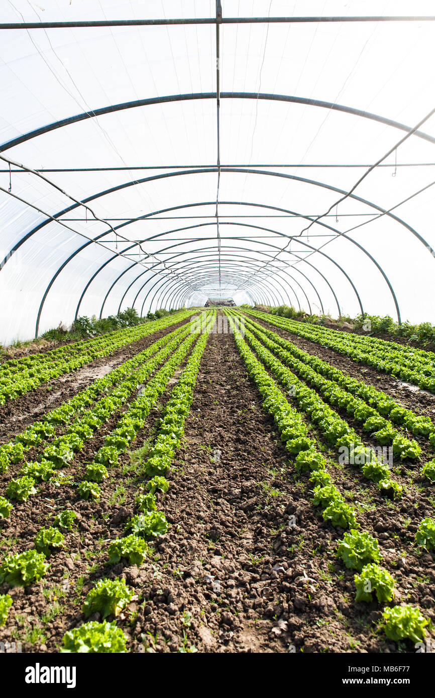 culture of organic salad in greenhouses Stock Photo