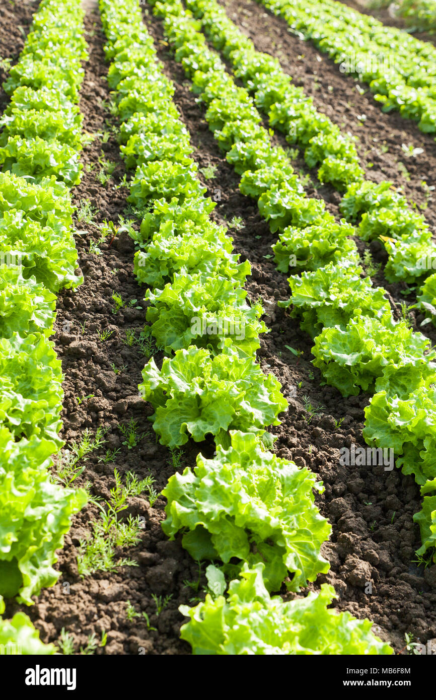 culture of organic salad in greenhouses Stock Photo