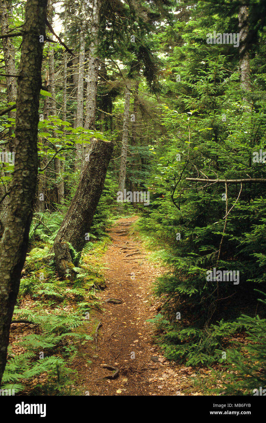 A path cuts through the Cathedral Woods on Monhegan Island, Maine Stock Photo