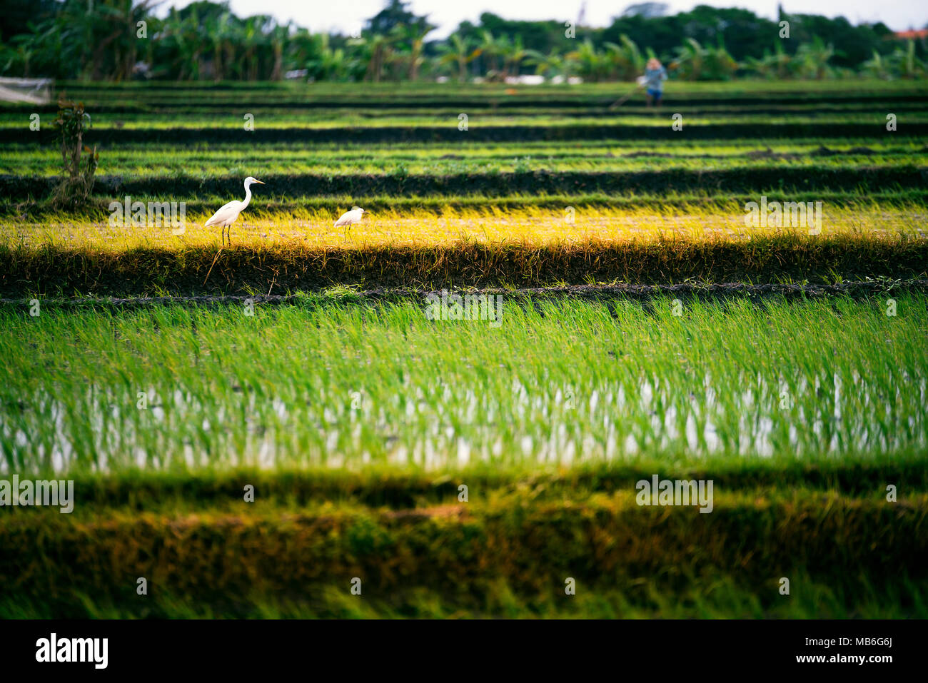 Rice terraces landscape on a cloudy weather and rain with two birds in ...