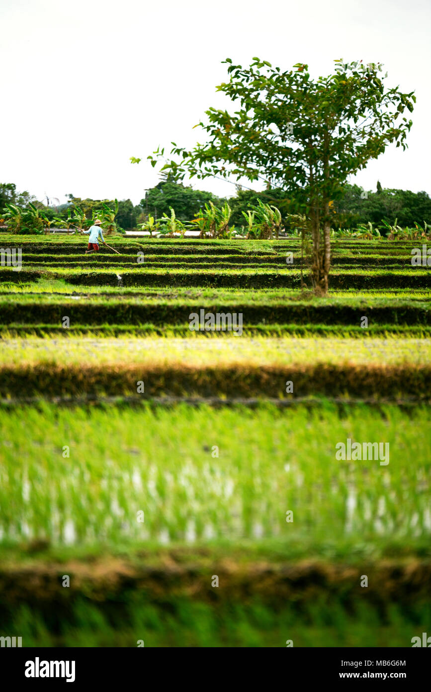 Rice terraces on a cloudy weather and rain with a farmer in the field ...