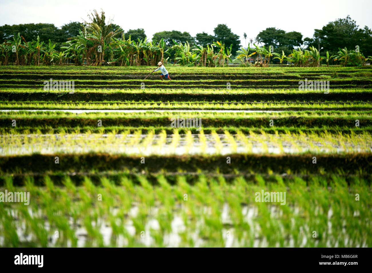 Rice terraces on a cloudy weather and rain with a farmer in the field ...