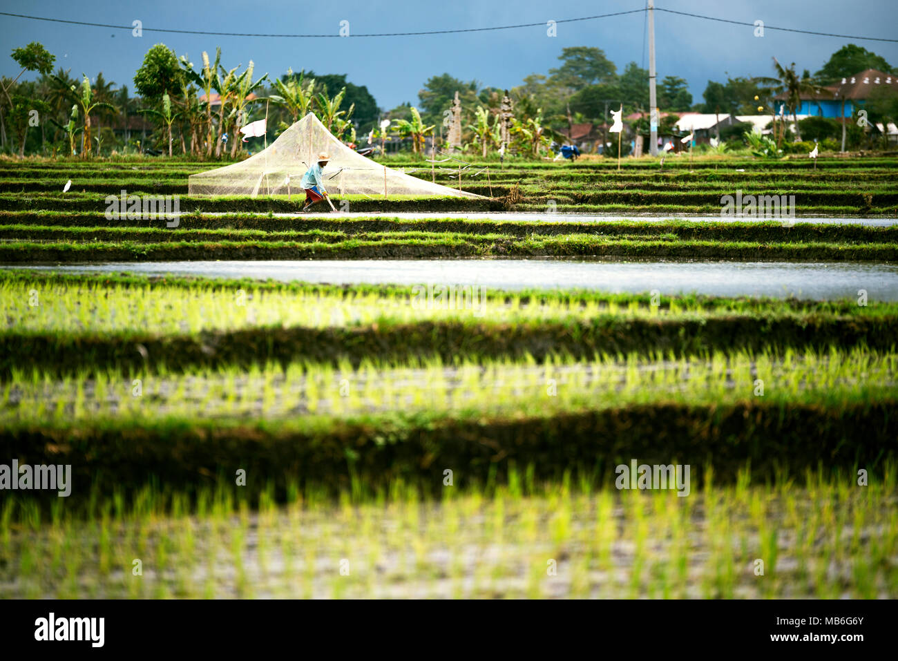Rice terraces on a cloudy weather and rain with a farmer in the field ...