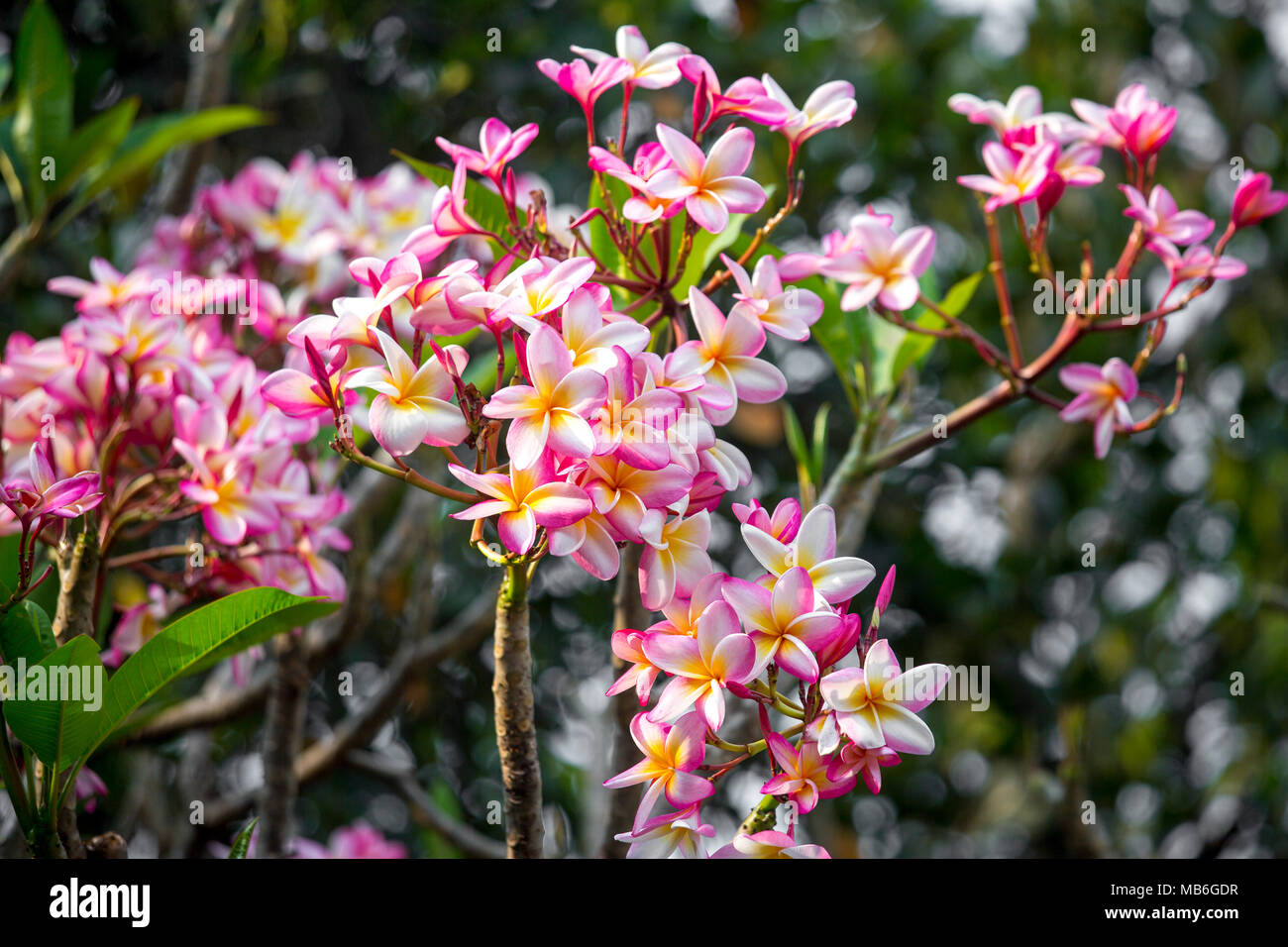 Golap High Resolution Stock Photography and Images Alamy