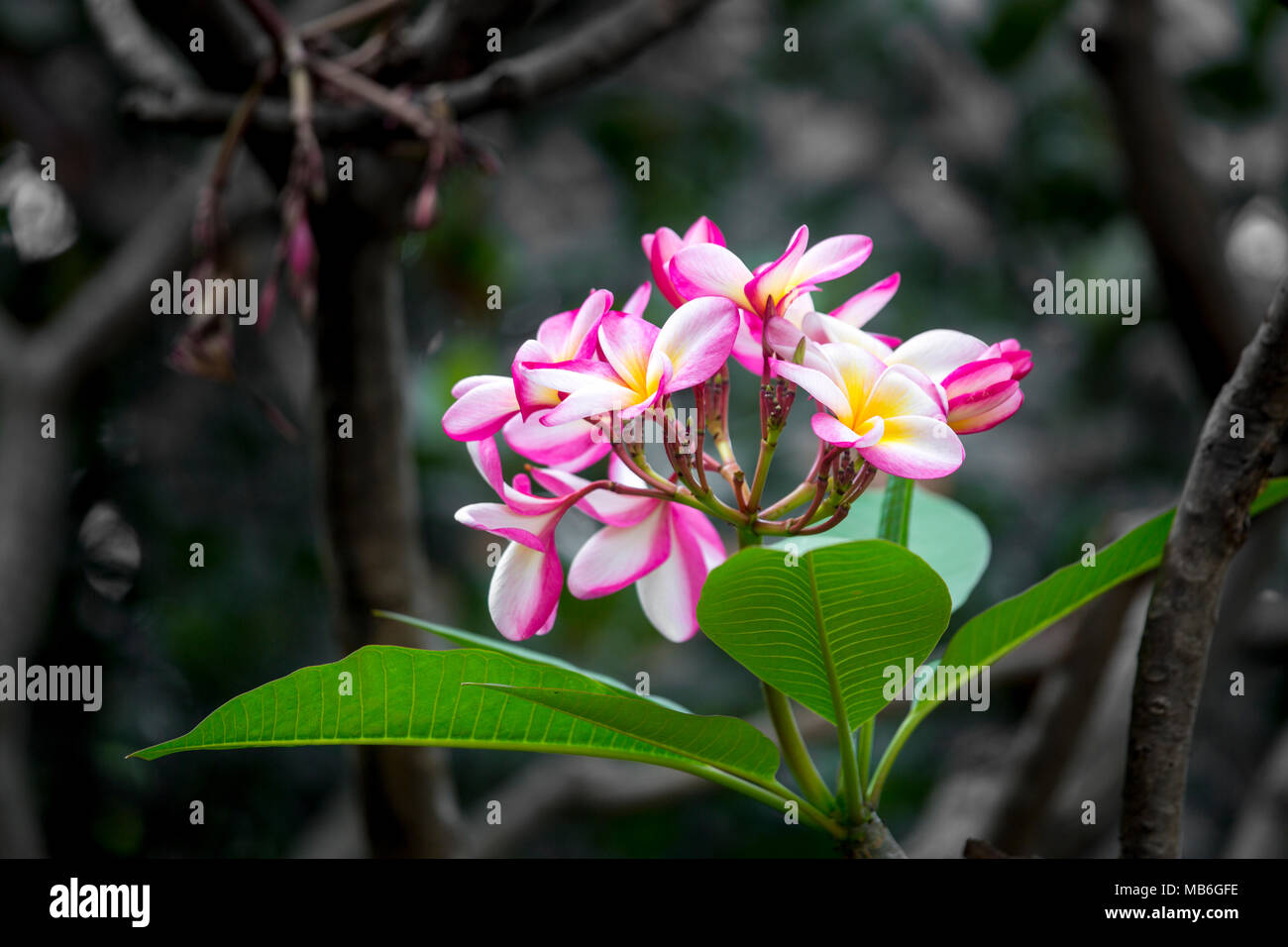 Pink kath golap flower hires stock photography and images Alamy