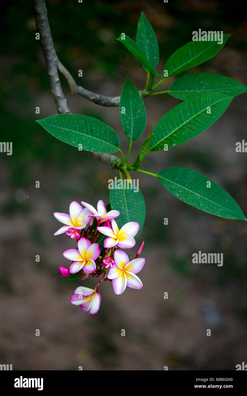 Pink kath golap flower hires stock photography and images Alamy