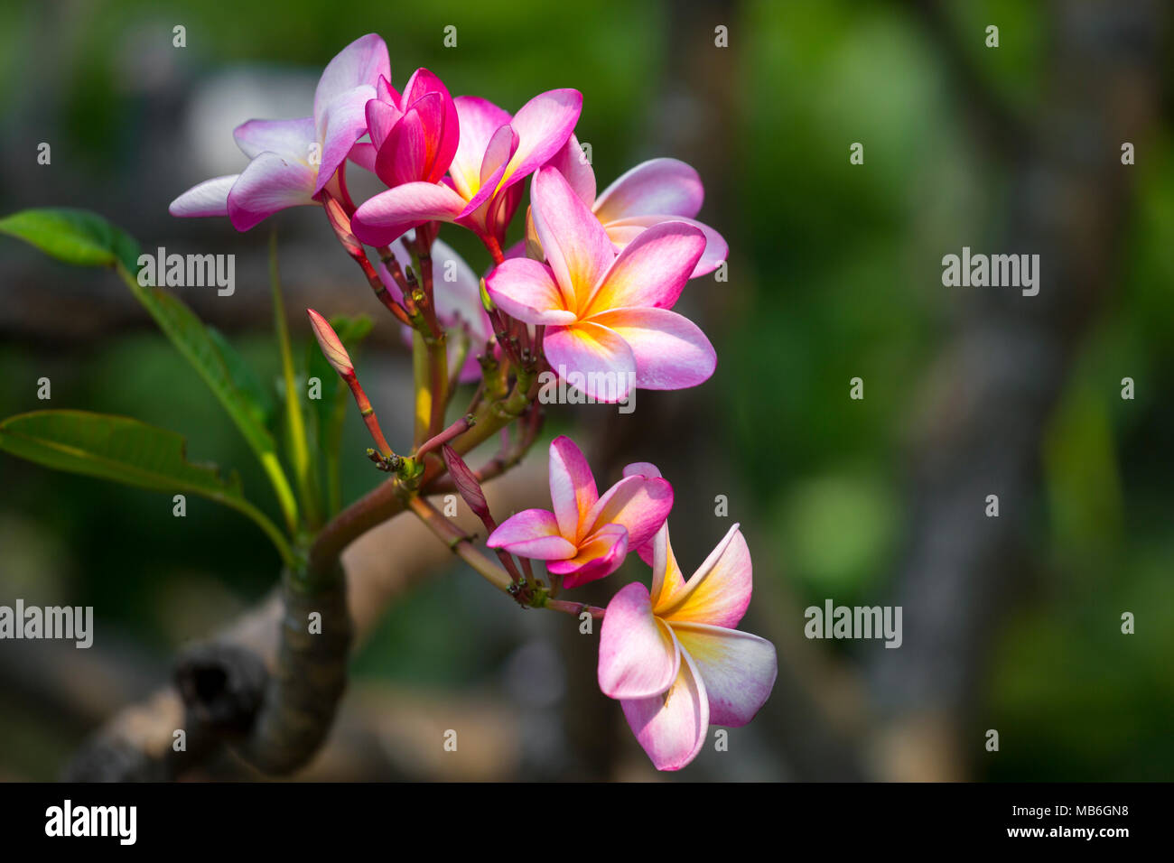 Kath golap flower hires stock photography and images Alamy